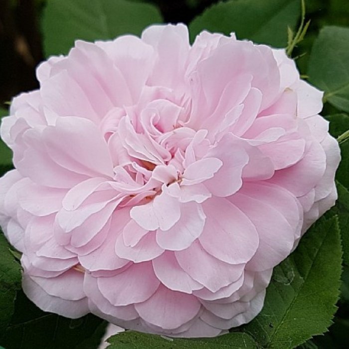Rose, Rosa 'Jacques Cartier' - historisk rose
