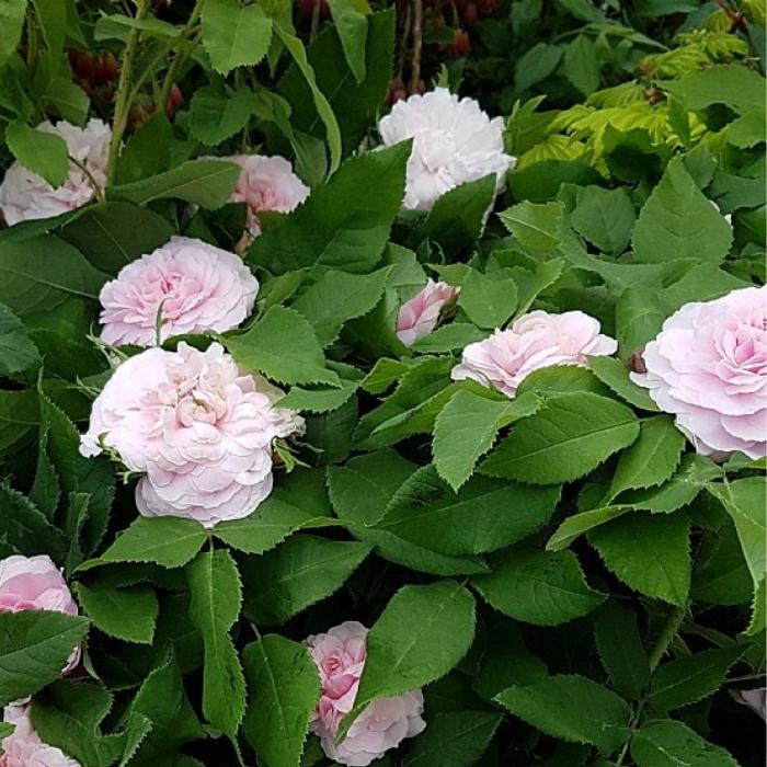 Rose, Rosa 'Jacques Cartier' - historisk rose
