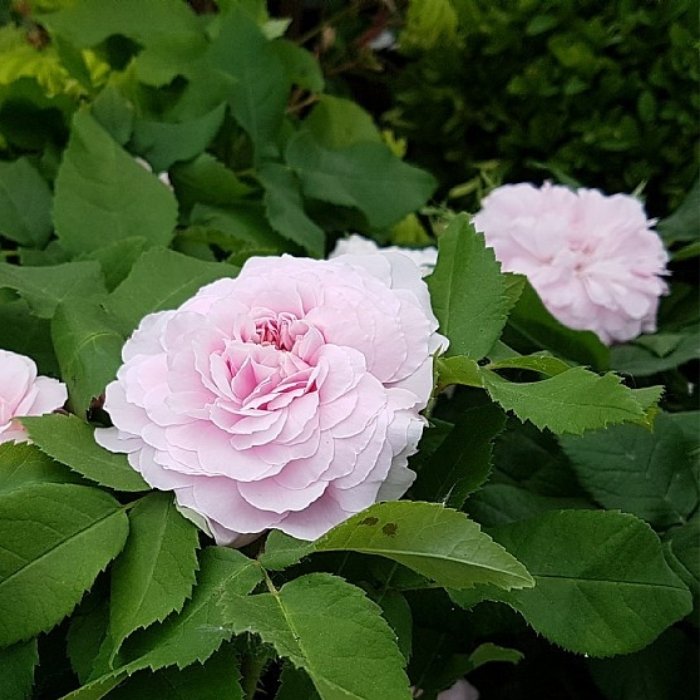 Rose, Rosa 'Jacques Cartier' - historisk rose