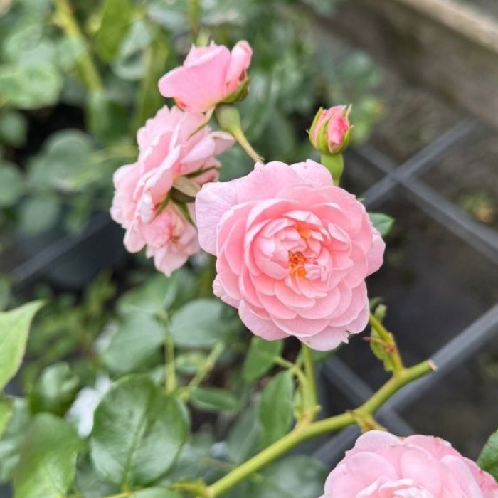 Rose, Rosa 'Jim The Viking' - Buketrose
