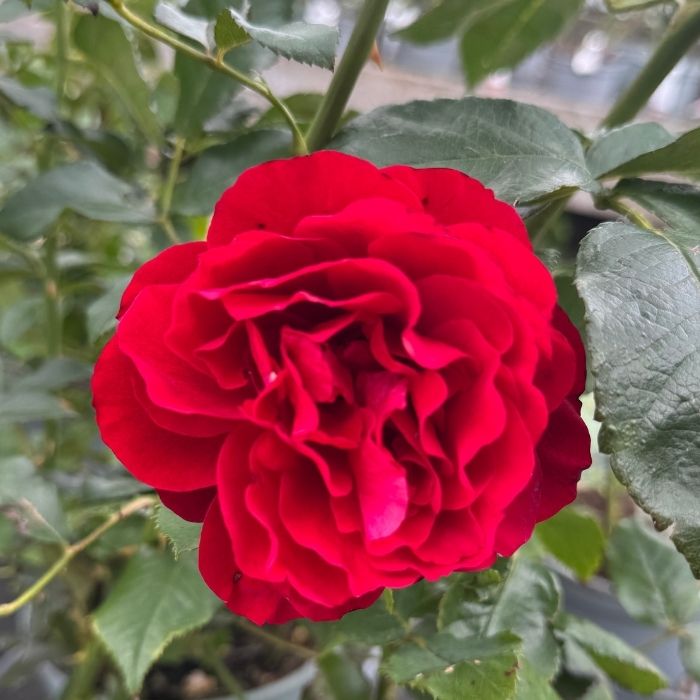 Rose, Rosa 'Lise Nørgård' - buketrose