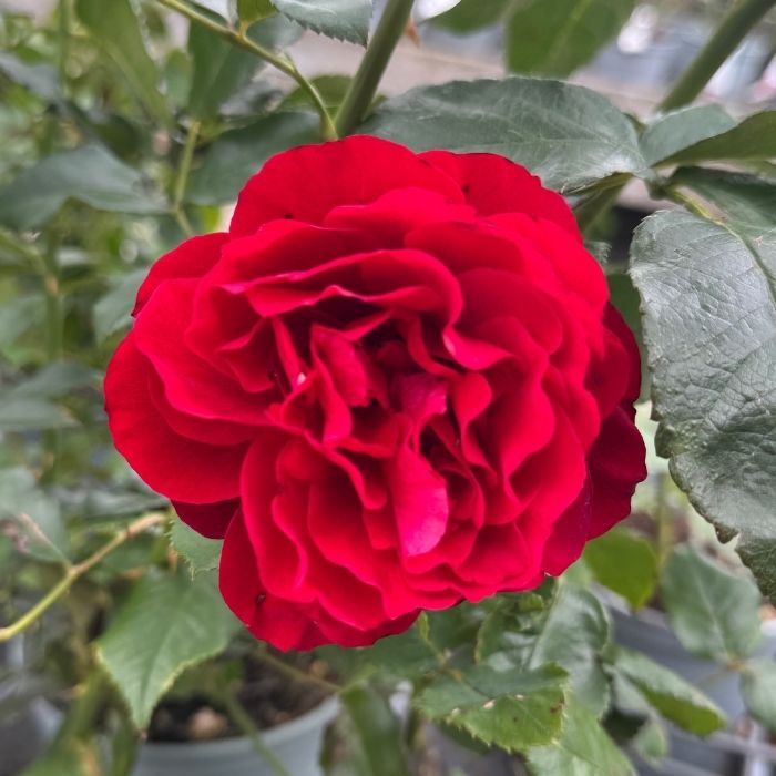 Rose, Rosa 'Lise Nørgård' - buketrose