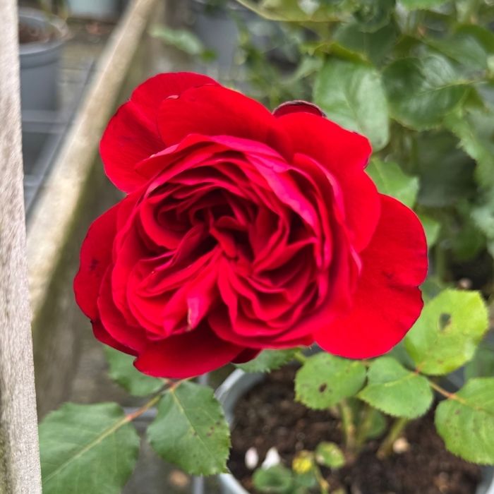 Rose, Rosa 'Lise Nørgård' - buketrose