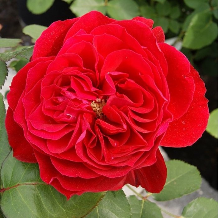Rose, Rosa 'Look Good Feel Better' - Buketrose