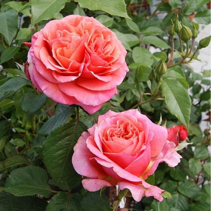 Rose, Rosa 'Mary Ann' - storblomstrede rose