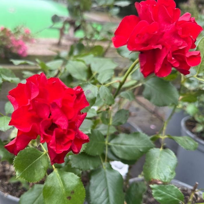 Rose, Rosa 'Molde Rosen' - buketrose