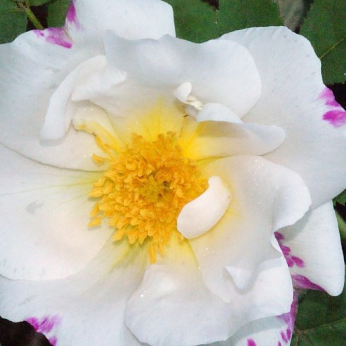 Rose, Rosa Moyesii 'Nevada' - Buskrose