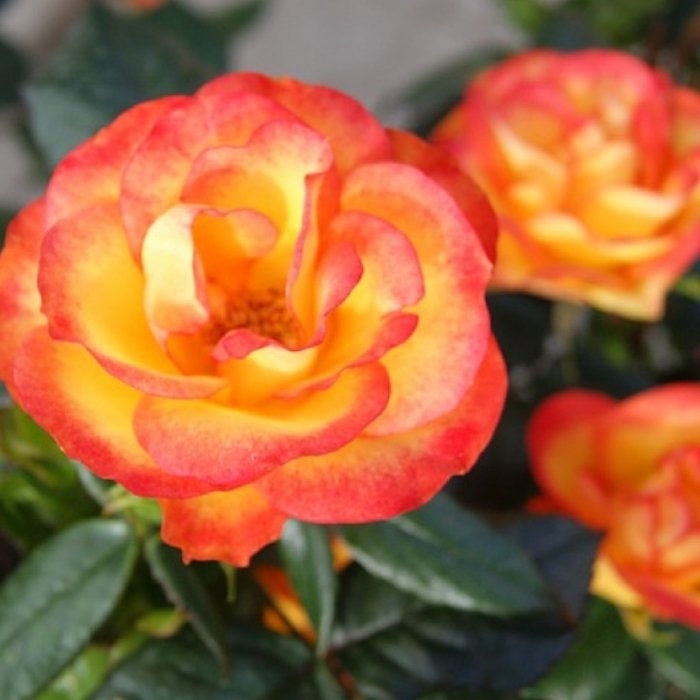 Rose, Rosa 'My story' - Buketrose