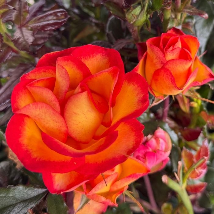 Rose, Rosa 'My story' - Buketrose