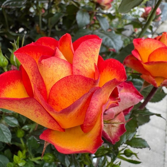 Rose, Rosa 'My story' - Buketrose