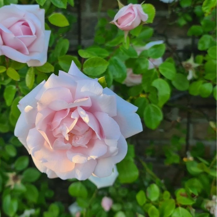 Rose, Rosa 'New Dawn' - slyngrose