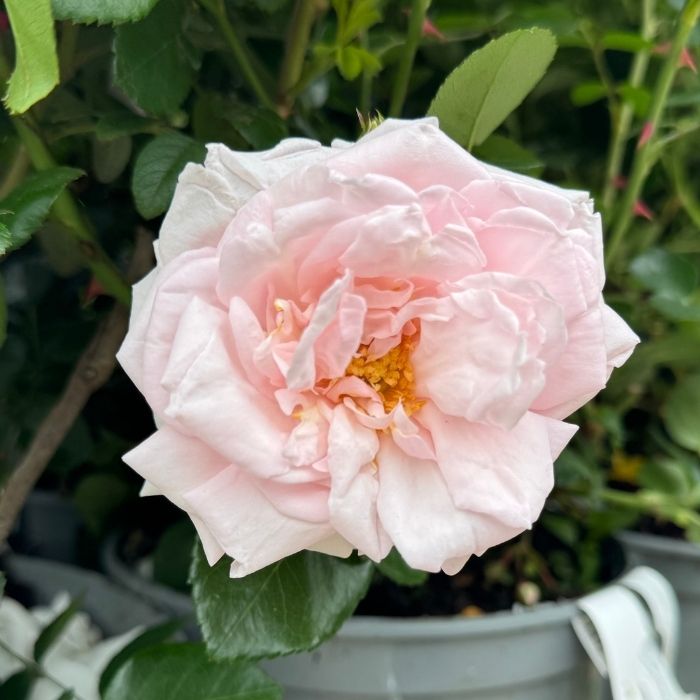 Rose, Rosa 'New Dawn' - slyngrose
Editor til formateret tekst