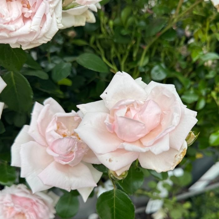 Rose, Rosa 'New Dawn' - slyngrose
Editor til formateret tekst