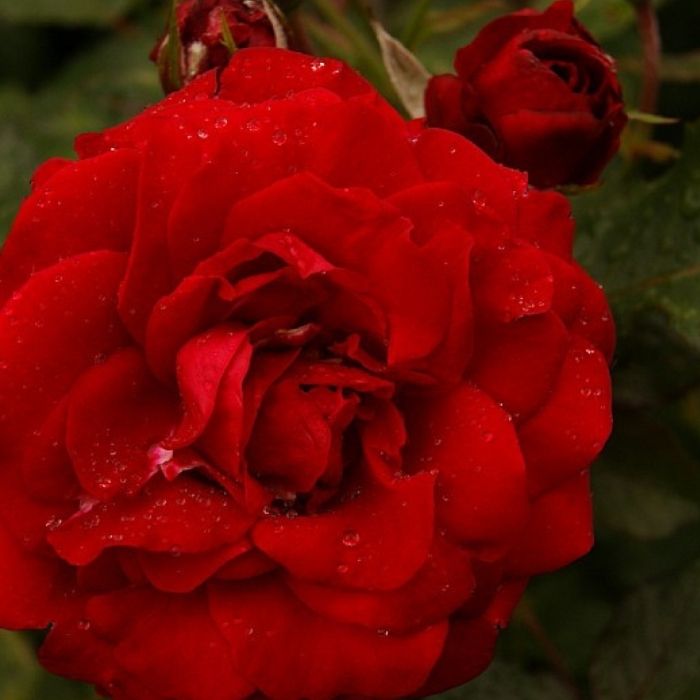 Rose, Rosa 'Nina Weibull' - buketrose