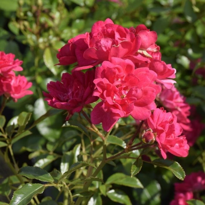 Rose, Rosa 'Pink Fairy' - Bunddækkende rose