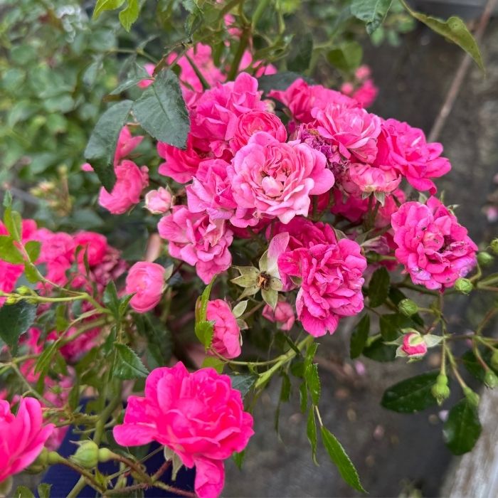 Rose, Rosa 'Pink Fairy' - Bunddækkende rose