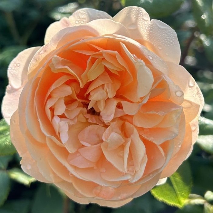 Rose, rosa ´Roald Dahl´ - Engelsk rose