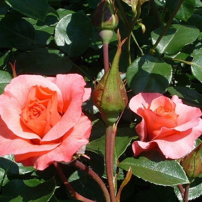 Rose, Rosa 'Rosenresli' - Slyngrose
