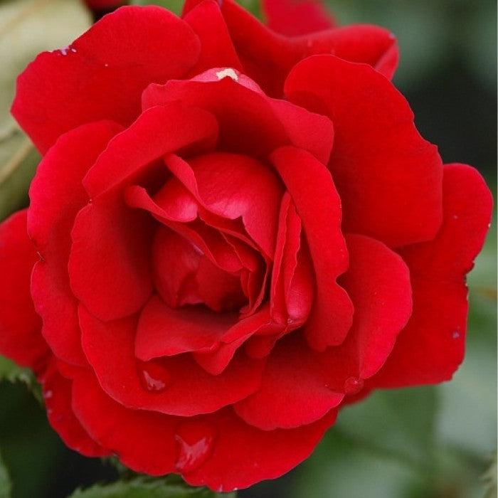 Rose, Rosa 'Santana' - Slyngrose