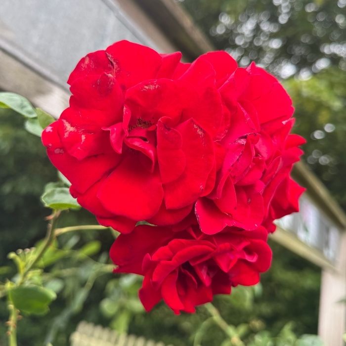 Rose, Rosa 'Santana' – Slyngrose med mørkerøde blomster