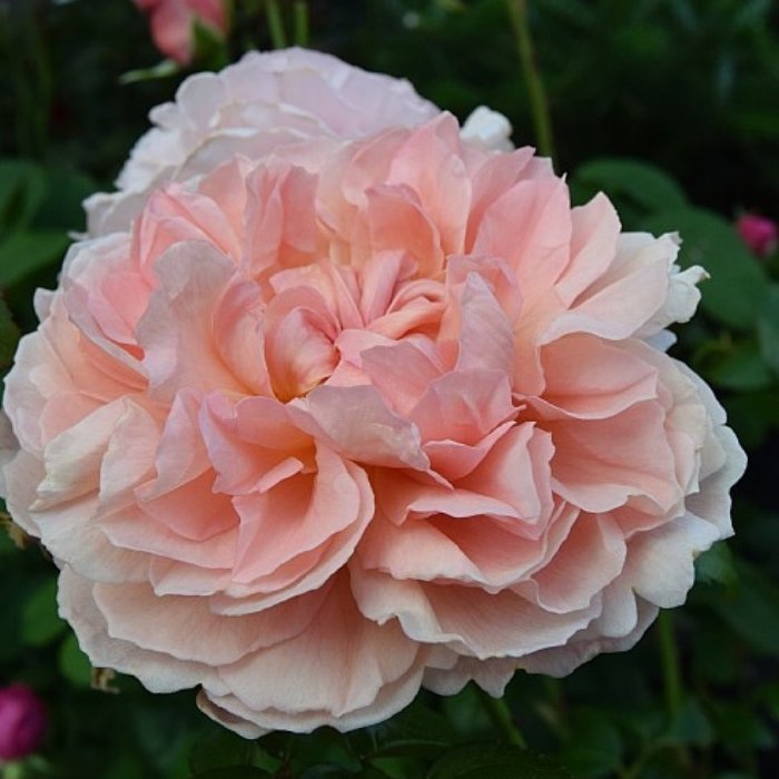 Rose, Rosa 'Strawberry Hill' - Engelsk rose