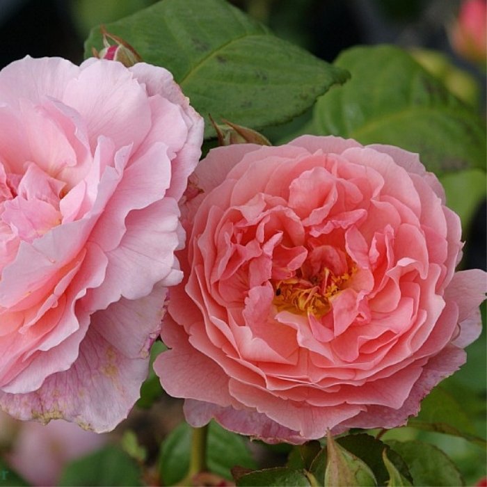Rose, Rosa 'Strawberry Hill' - Engelsk rose