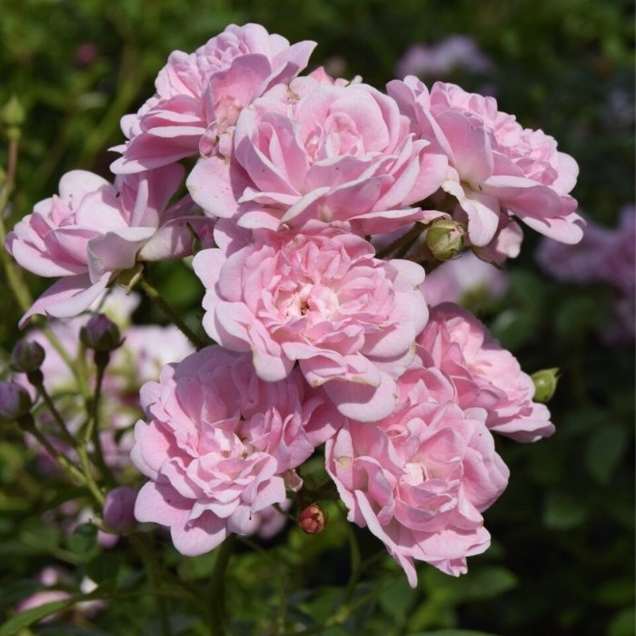 Rose, Rosa 'The Fairy' - Bunddækkende rose
