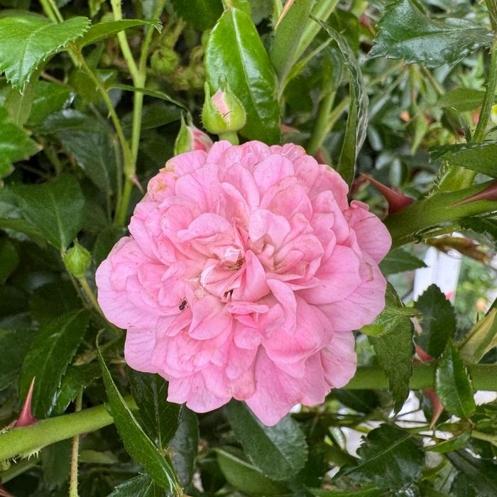 Rose, Rosa 'The Fairy' - Bunddækkende rose
