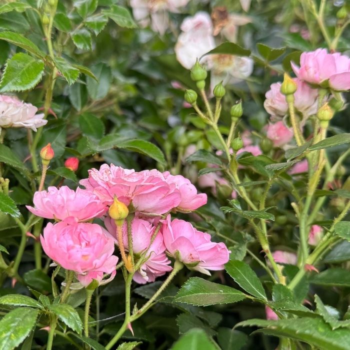 Rose, Rosa 'The Fairy' - Bunddækkende rose