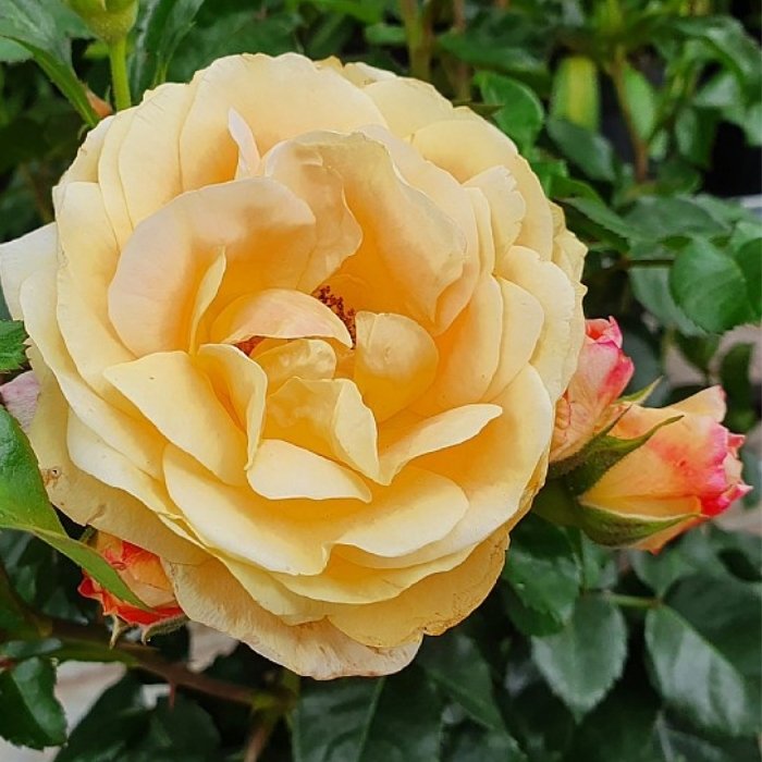 Rose, Rosa 'Trakai' - Bunddækkerose rose