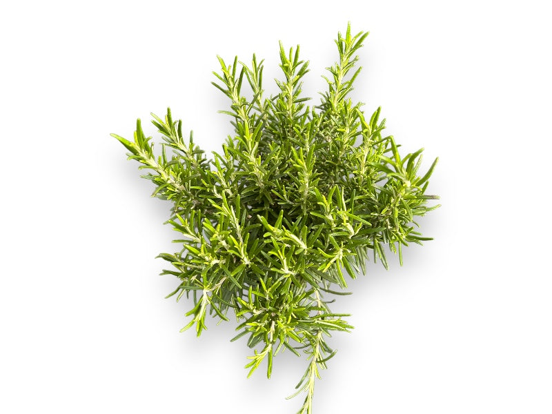 Rosmarin plante til haven