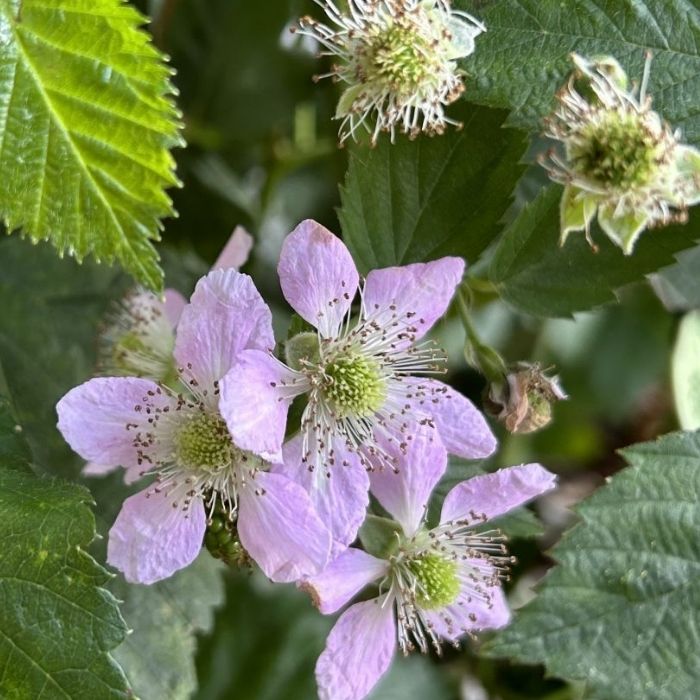 Brombær, Rubus fruticosus 'Black Satin'