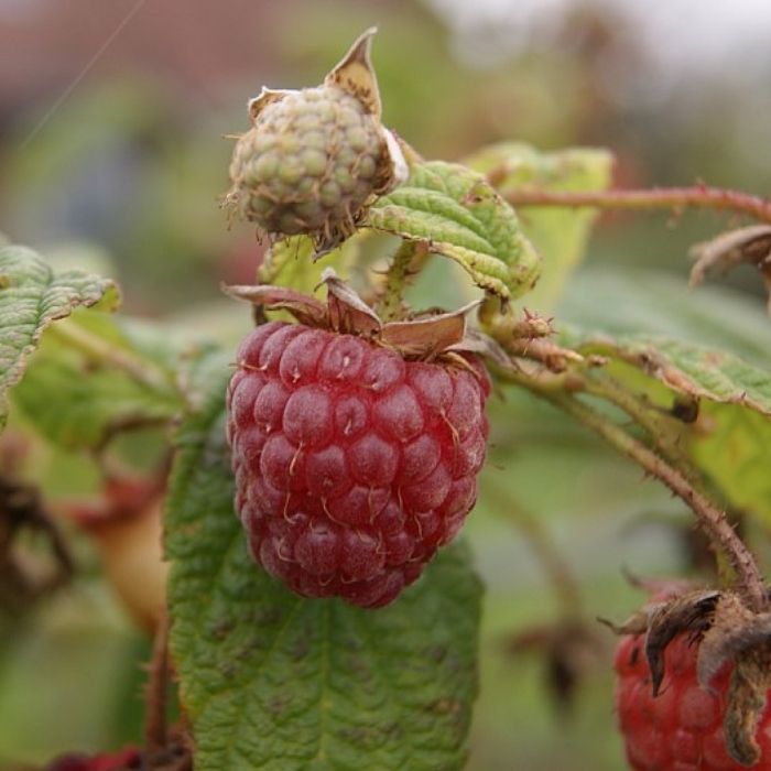 Efterårshindbær, Rubus Idae. Autumn Bliss - 5 L Potte