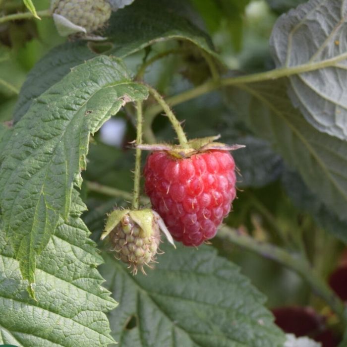 Sommerhindbær, Rubus Idae. Mormors Hallon 2 L Potte