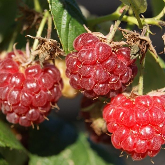 Efterårshindbær, Rubus idaeus 'Aroma Queen'