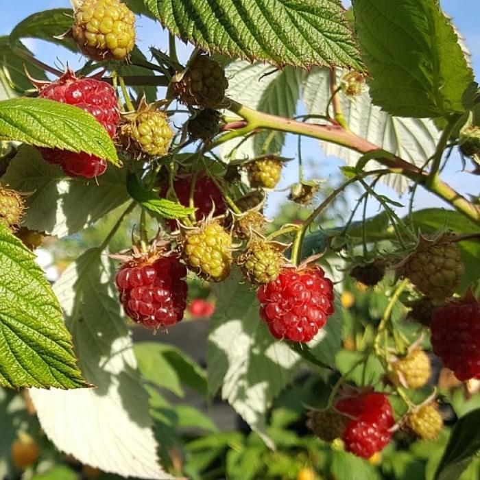 Efterårshindbær, Rubus idaeus 'Aroma Queen'