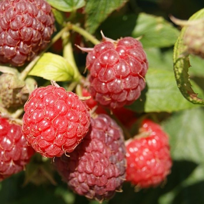 Efterårshindbær, Rubus idaeus 'Aroma Queen'