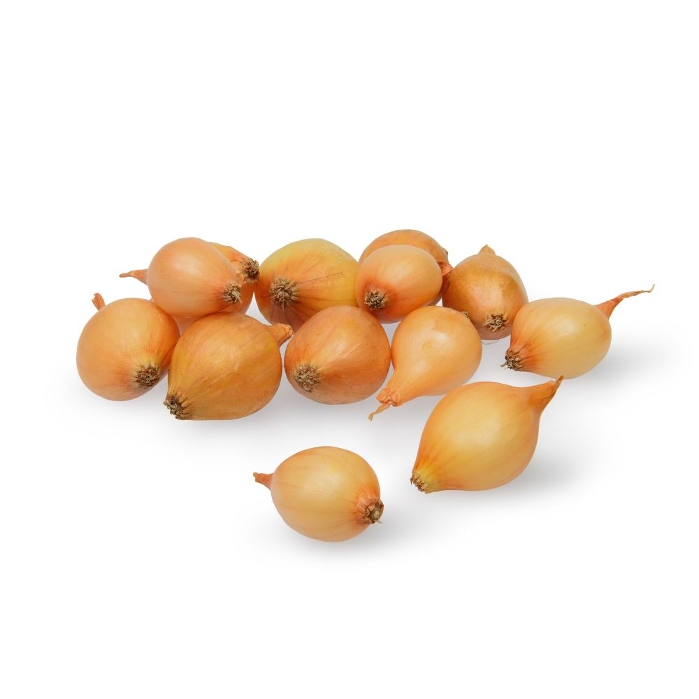 Sætteløg - Stuttgarter Riesen - 250g 21/24 mm.