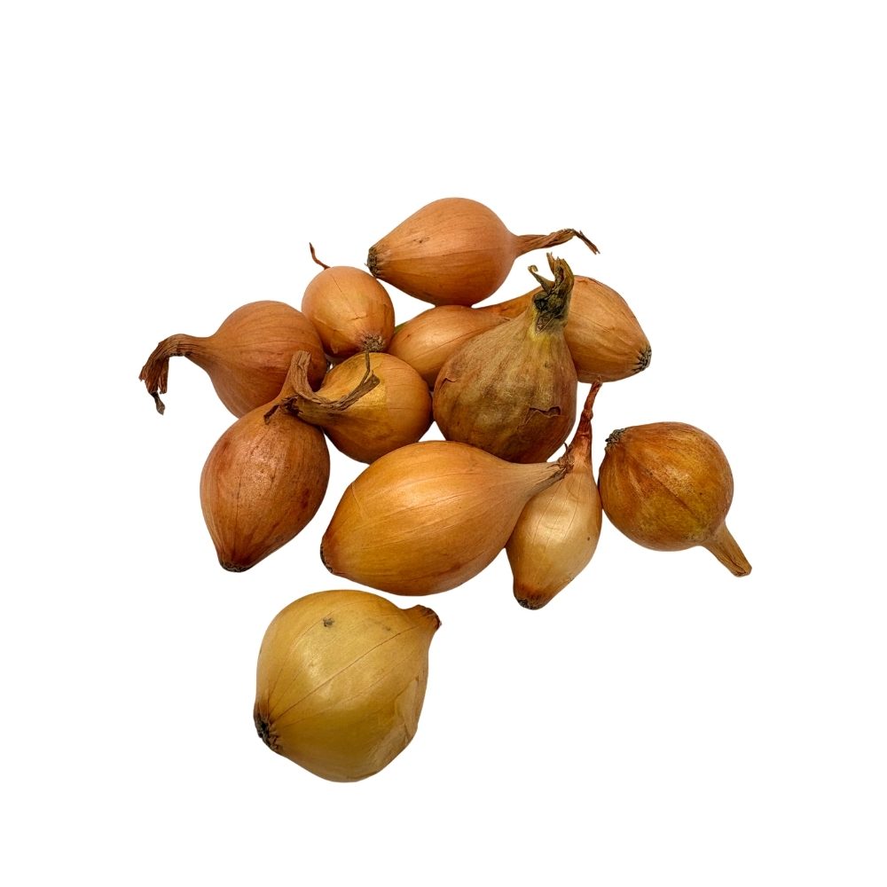 Sætteløg - Sturon - 500g 21/24 mm.