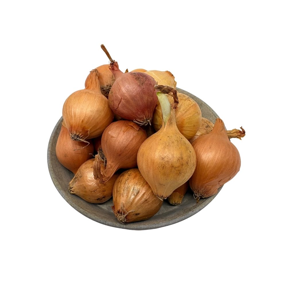 Sætteløg - Sturon - 500g 21/24 mm.