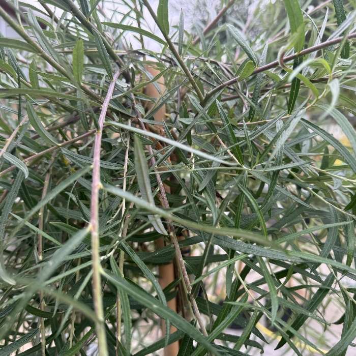 Palmepil, Salix 'Palmowa' - 12l potte - h120 cm