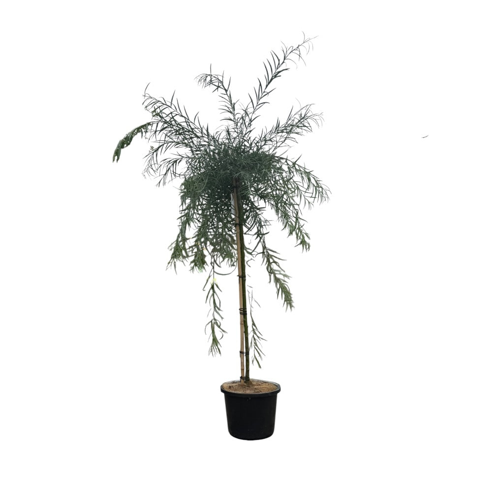 Palmepil, Salix 'Palmowa' - 12l potte - h120 cm