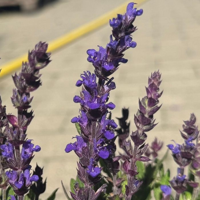 Staudesalvie, Salvia 'Merleau Blue' - 13 cm potte