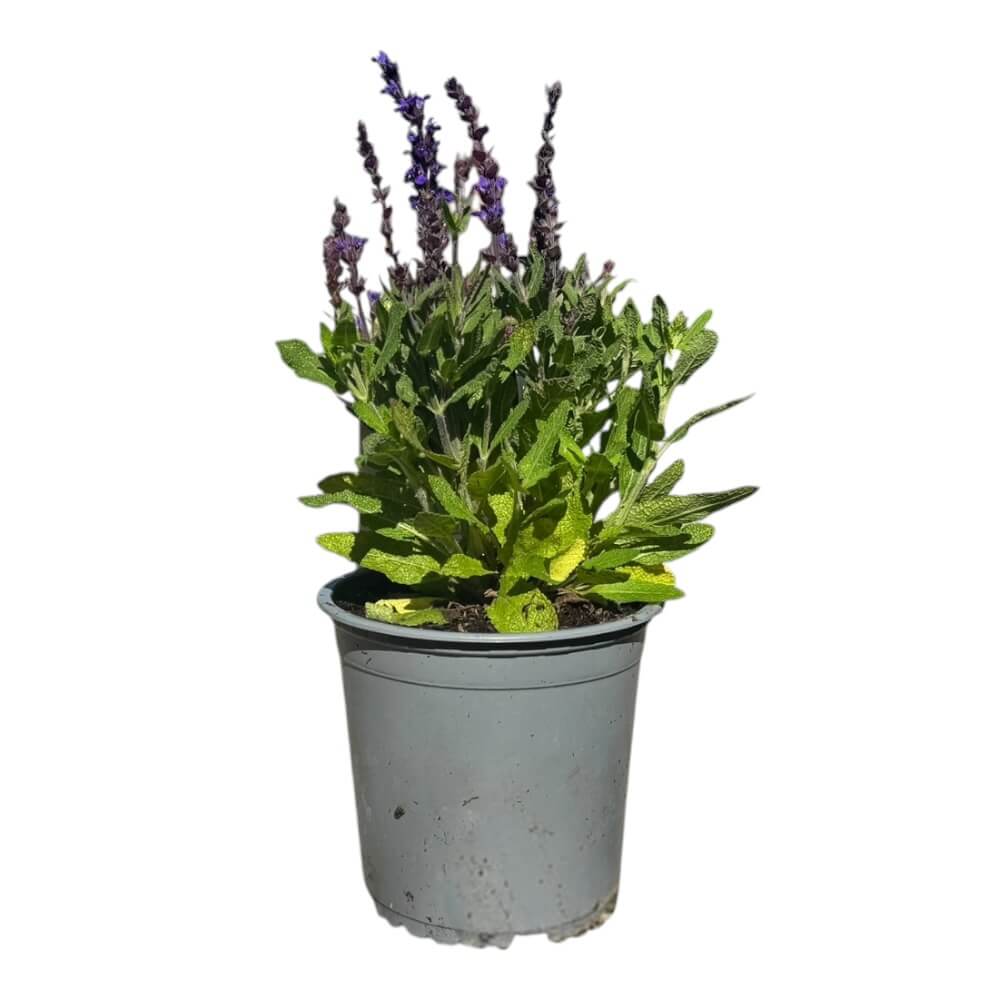 Staudesalvie, Salvia 'Merleau Blue' - 13 cm potte