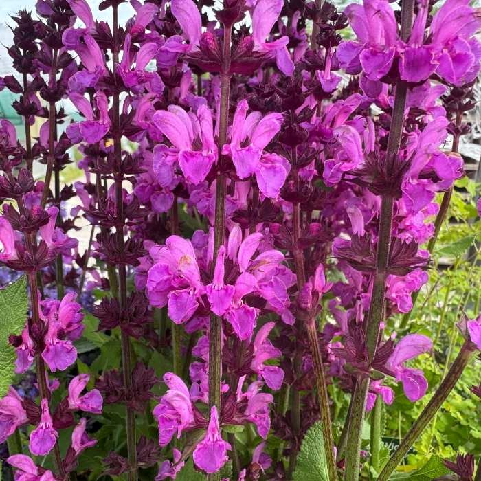 Staudesalvie, SALVIA x sylvestris 'Rose Marvel'