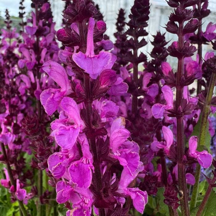 Staudesalvie, SALVIA x sylvestris 'Rose Marvel'