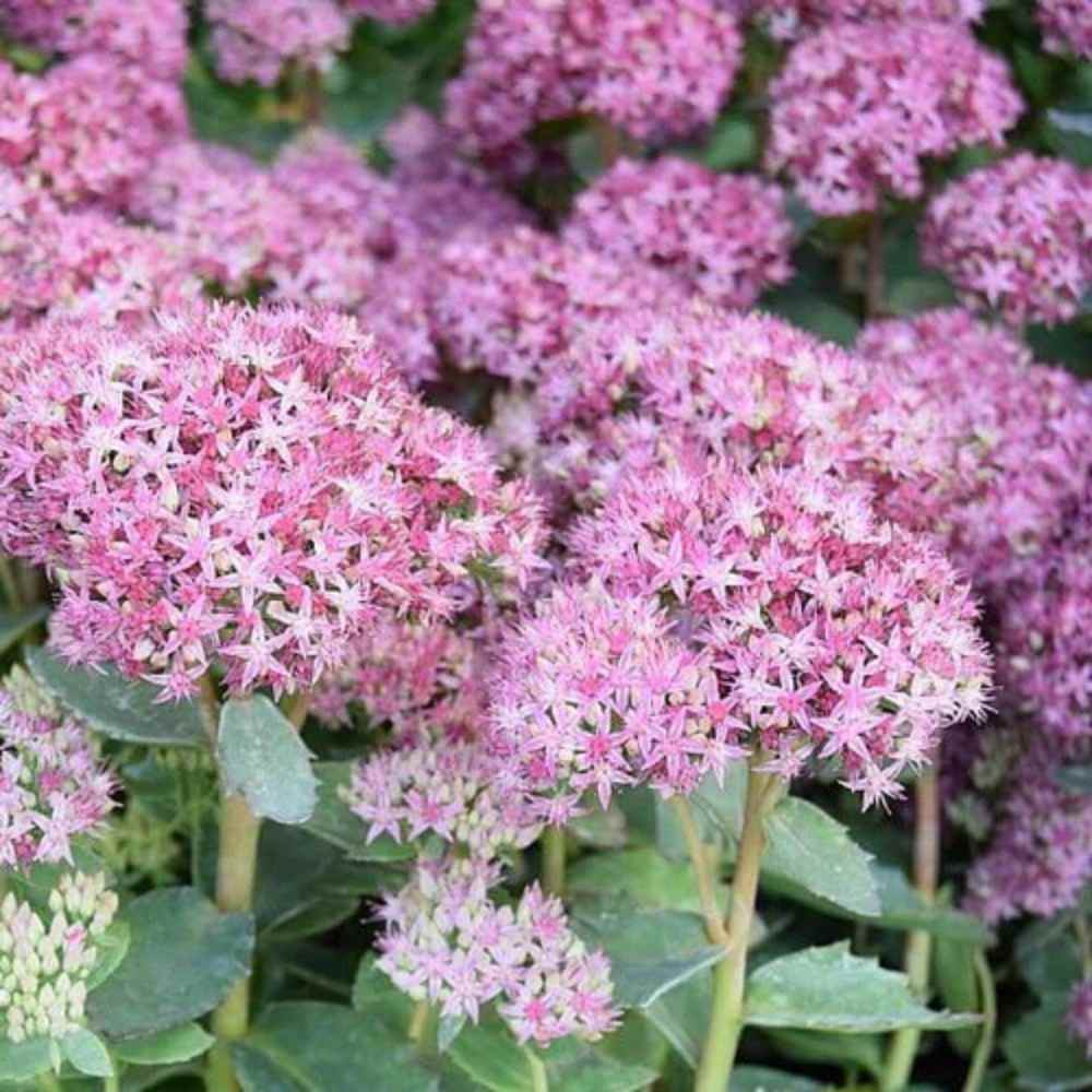 Sankthansurt, SEDUM telephium 'Carl' i 1L potte