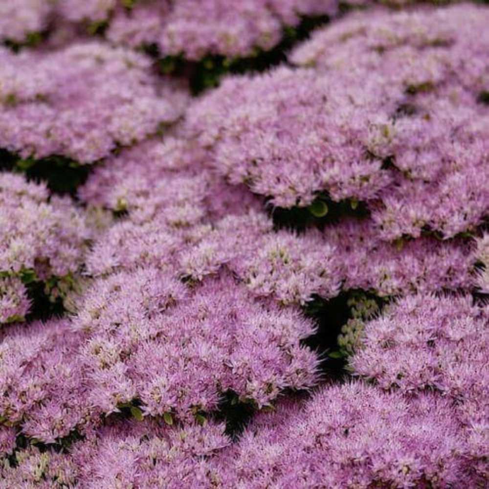 Sankthansurt, SEDUM spectabile 'Brillant' - 1l potte