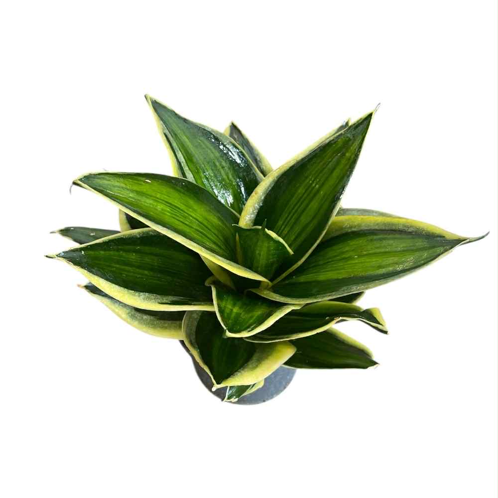Sansevieria trif. 'Hahnii' i 9 cm potte oppefra