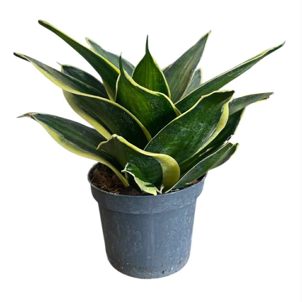 Sansevieria trif. 'Hahnii' i 9 cm potte